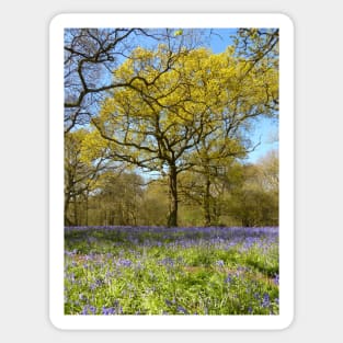 Bluebell Wood Sticker